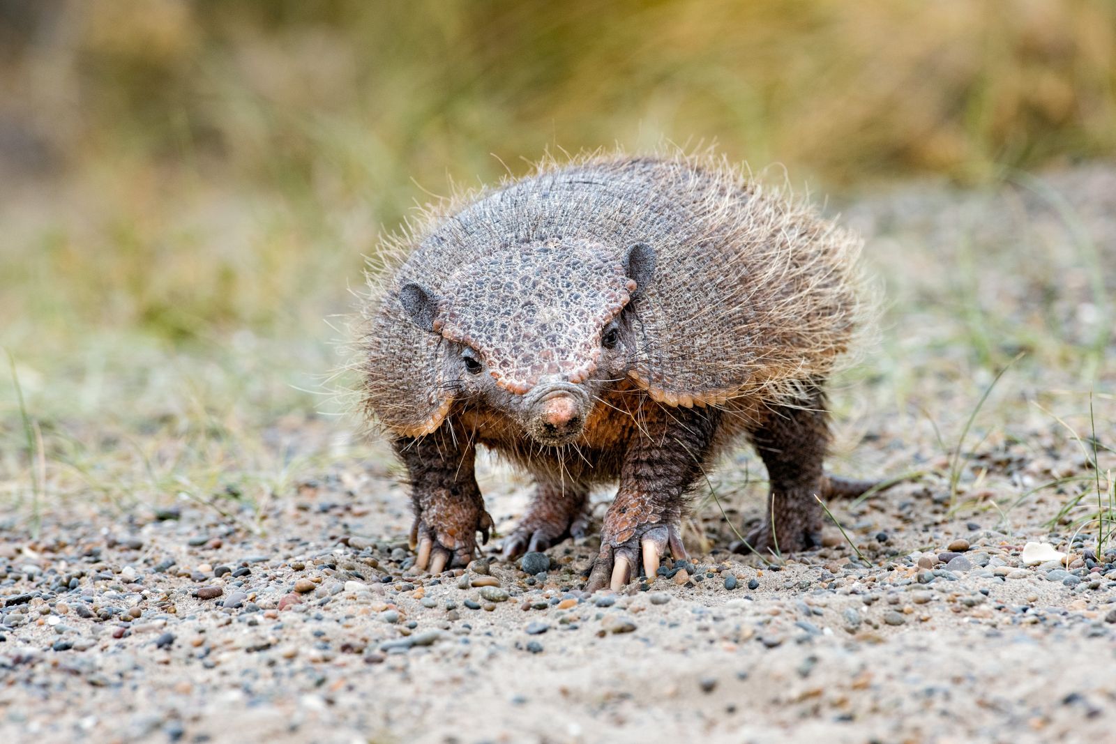 Armadillo in the Torres del Paine National Park in Patagonia, Chile