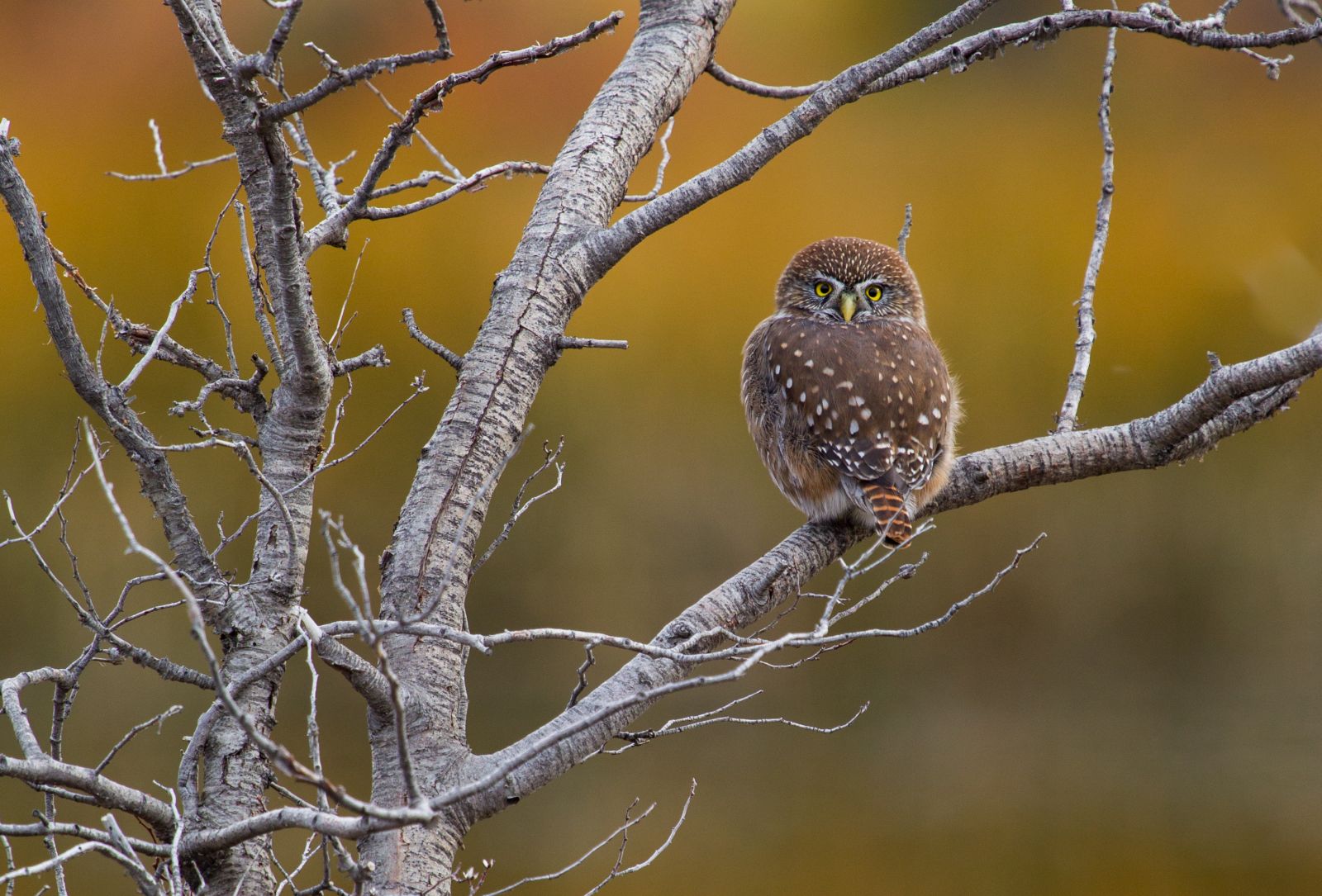 Pygmy owl on a tree branch in Patagonia