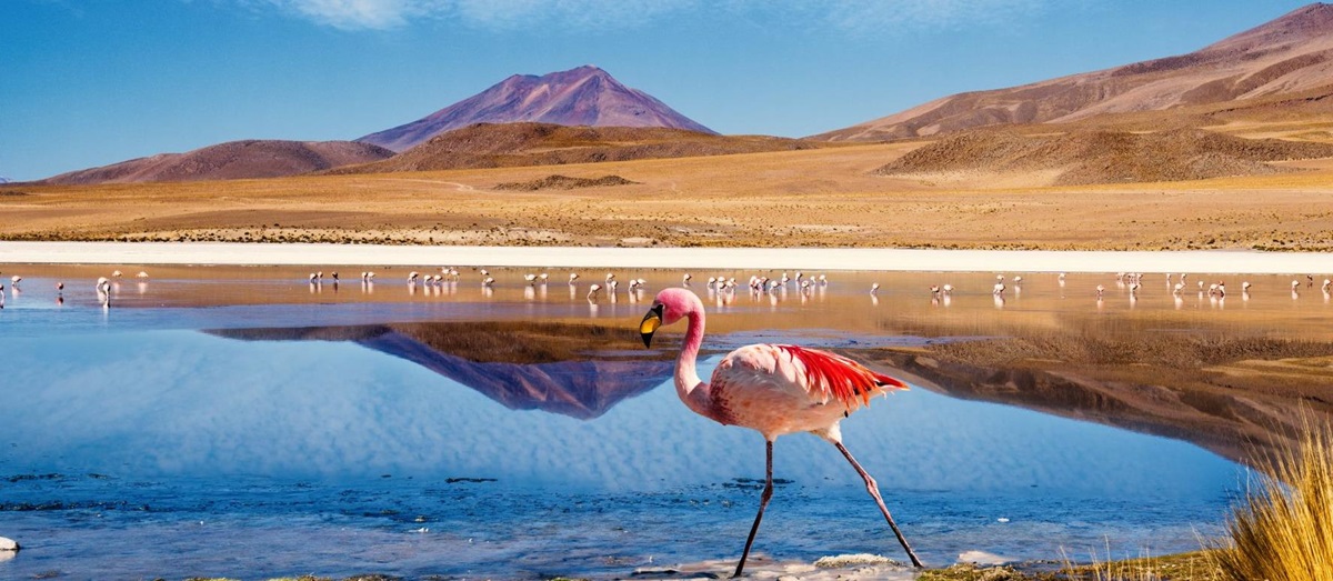 Pink flamingo in the Atacama Desert