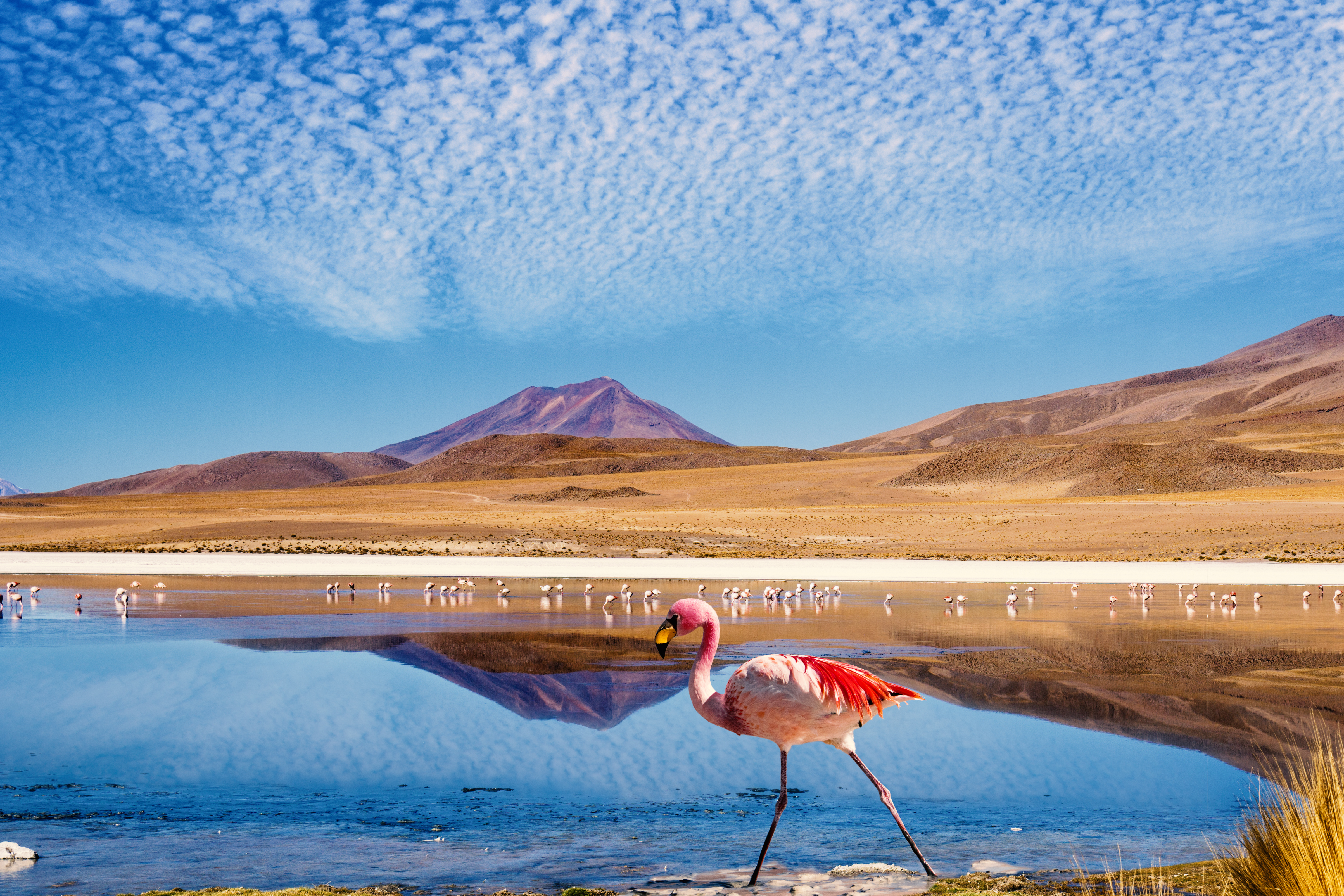 A pink flamingo on the edge of a lagoon in the Atacama Desert