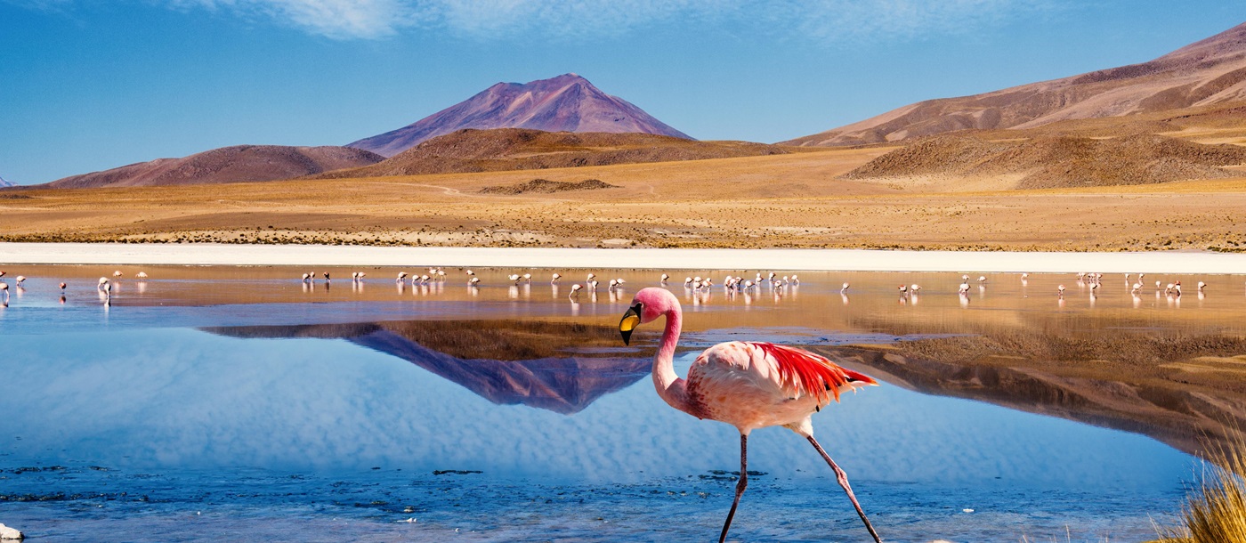 Atacama Flamingo