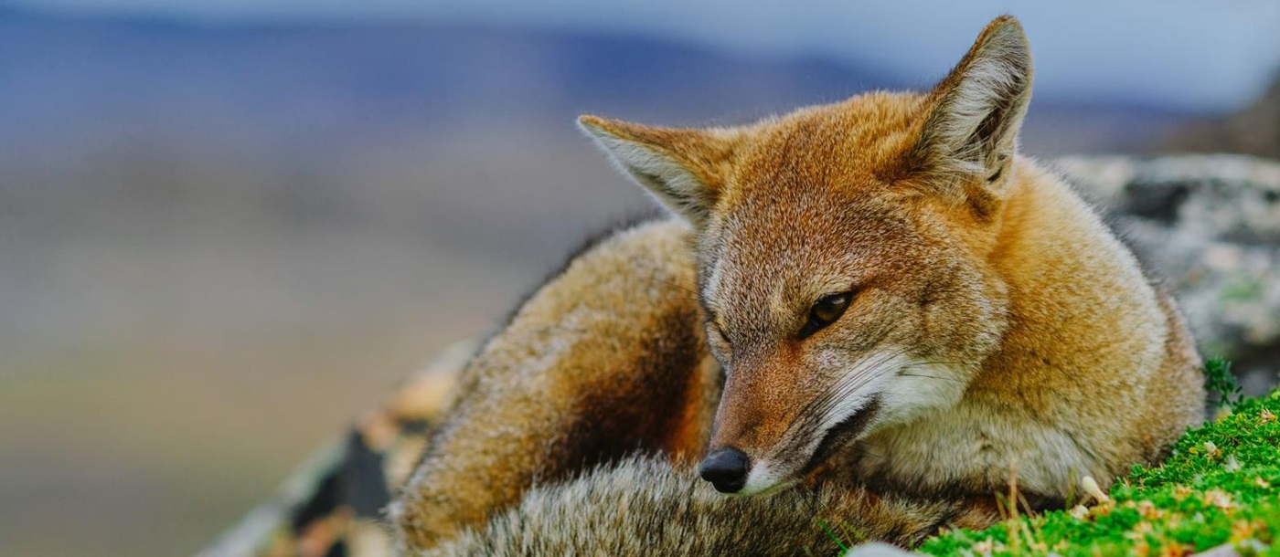 A Patagonian fox in the Torres del Paine National Park Chile