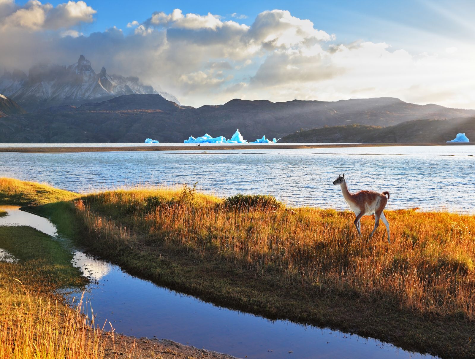A lone guanaco looking out to the lake with iceberg in the background in Torres del Paine Chile