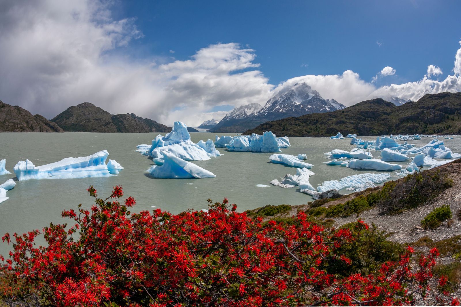 Bright blue icebergs on Lake Grey in Torres del Paine Chile set against bright red widlflowers