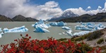 Bright blue icebergs on Lake Grey in Torres del Paine Chile set against bright red widlflowers