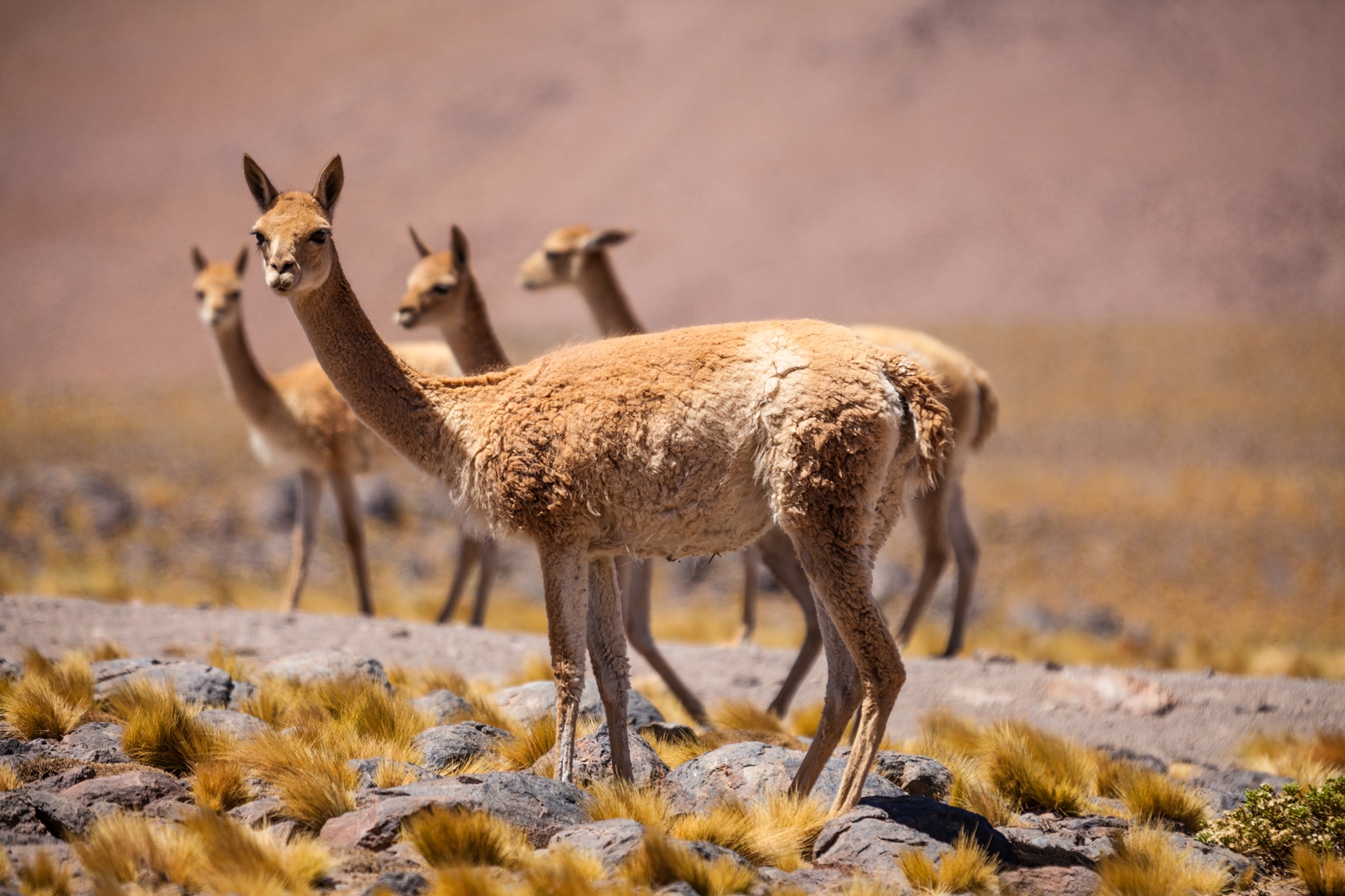 Vicunas in Chile