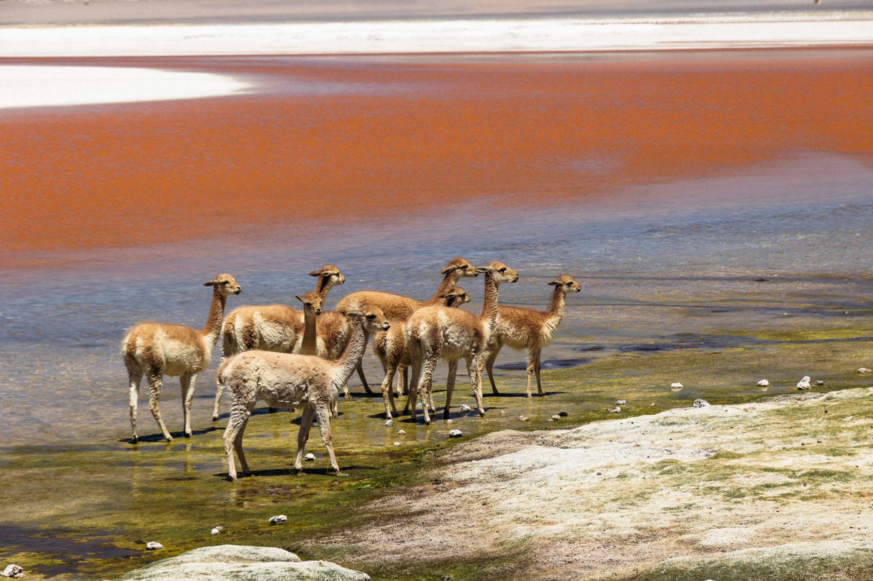 Herd of vicunas in the green and red landscapes of the Atacama in Chile