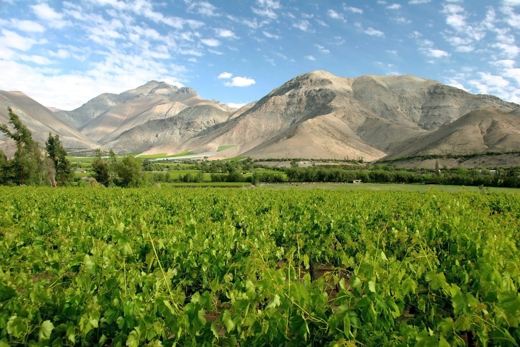 Chile's wine region