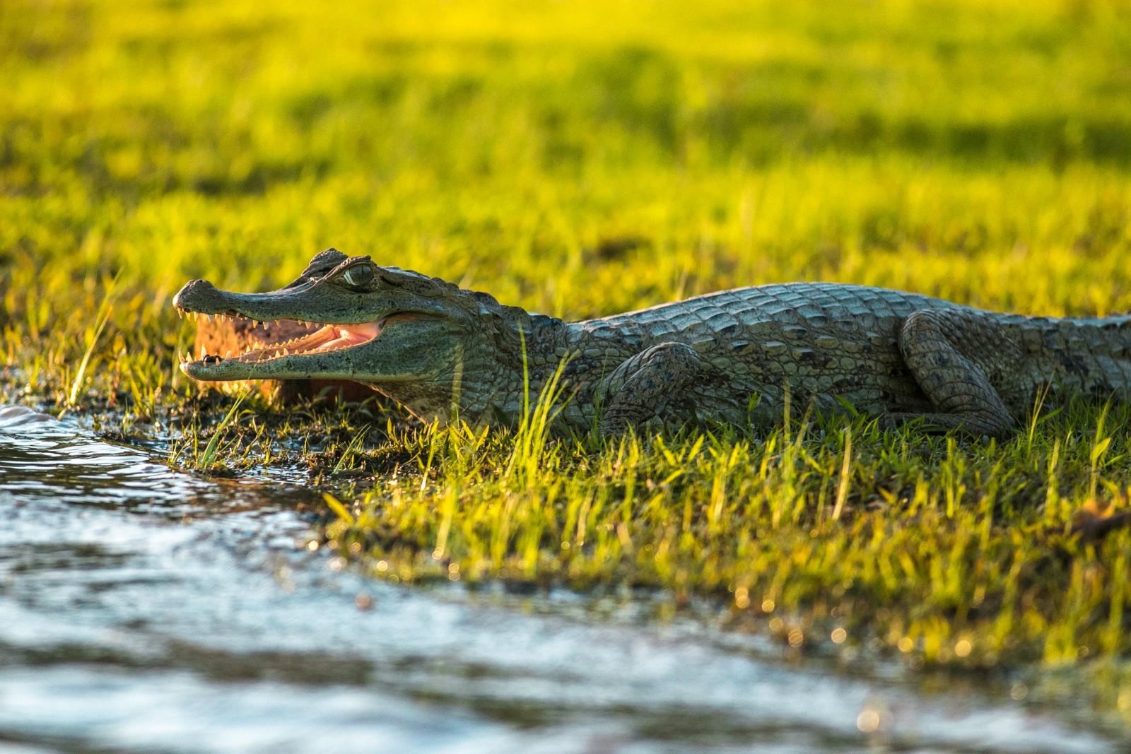 A crocodile on the edge of a river at at Corocora Camp in Colombia