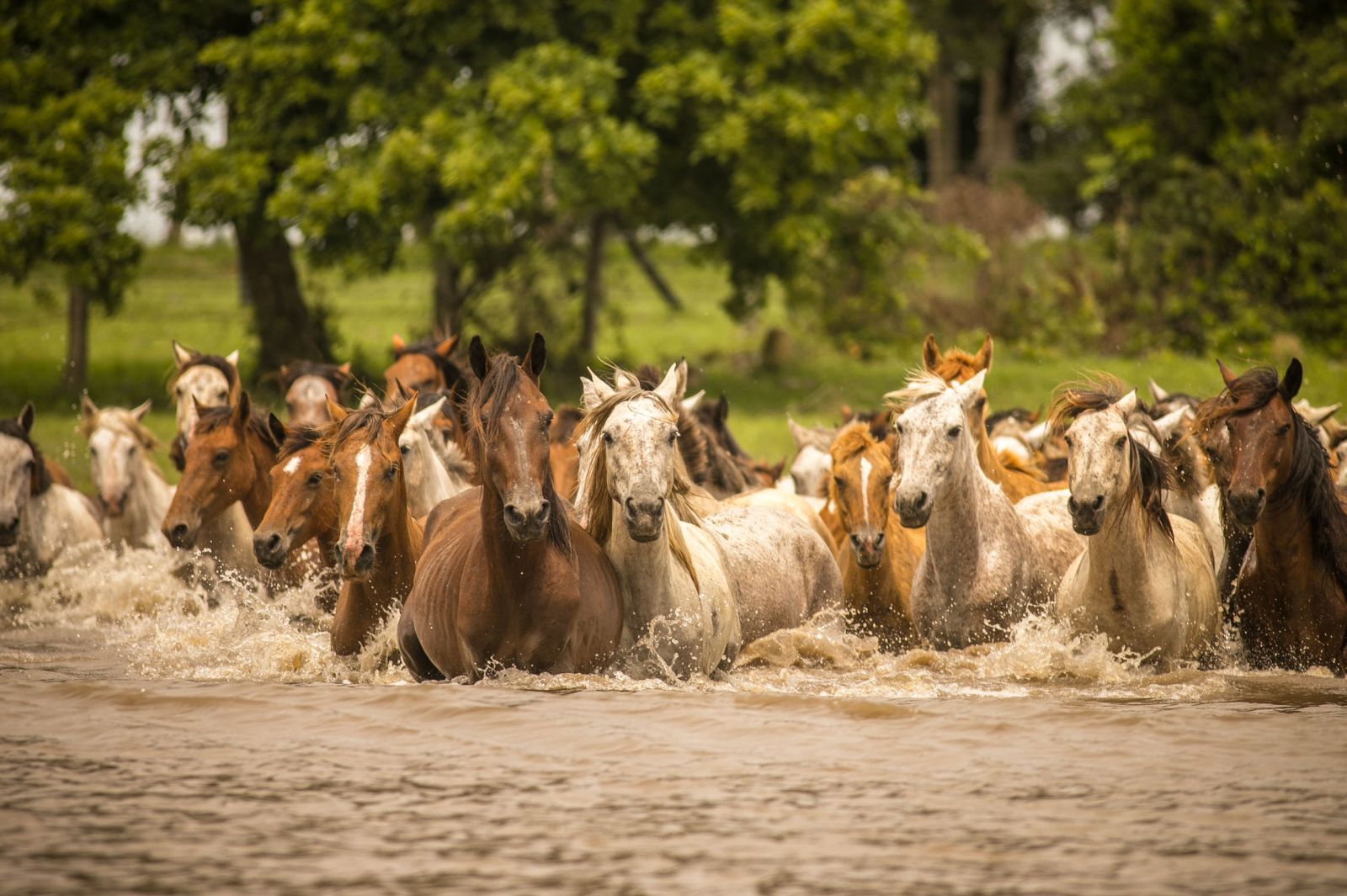 A large group of horses crossing a river near Corocora Camp in Colombia