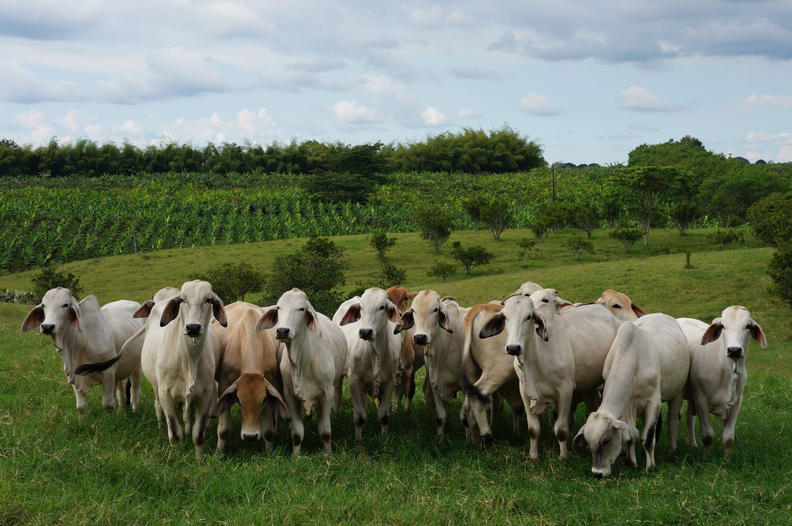 Cattle on the grounds of Hacienda Bambusa in Colombia's coffee region