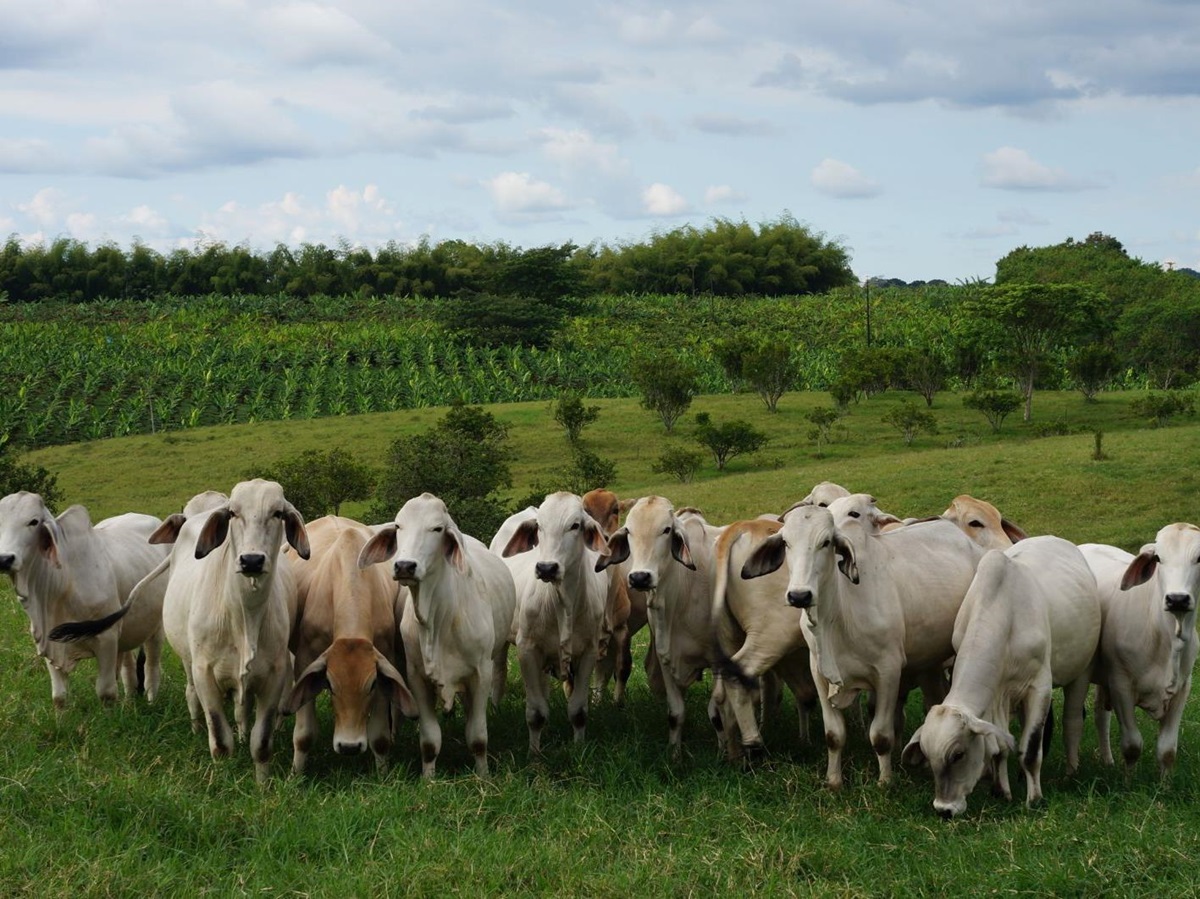 Cattle on the grounds of Hacienda Bambusa in Colombia's coffee region