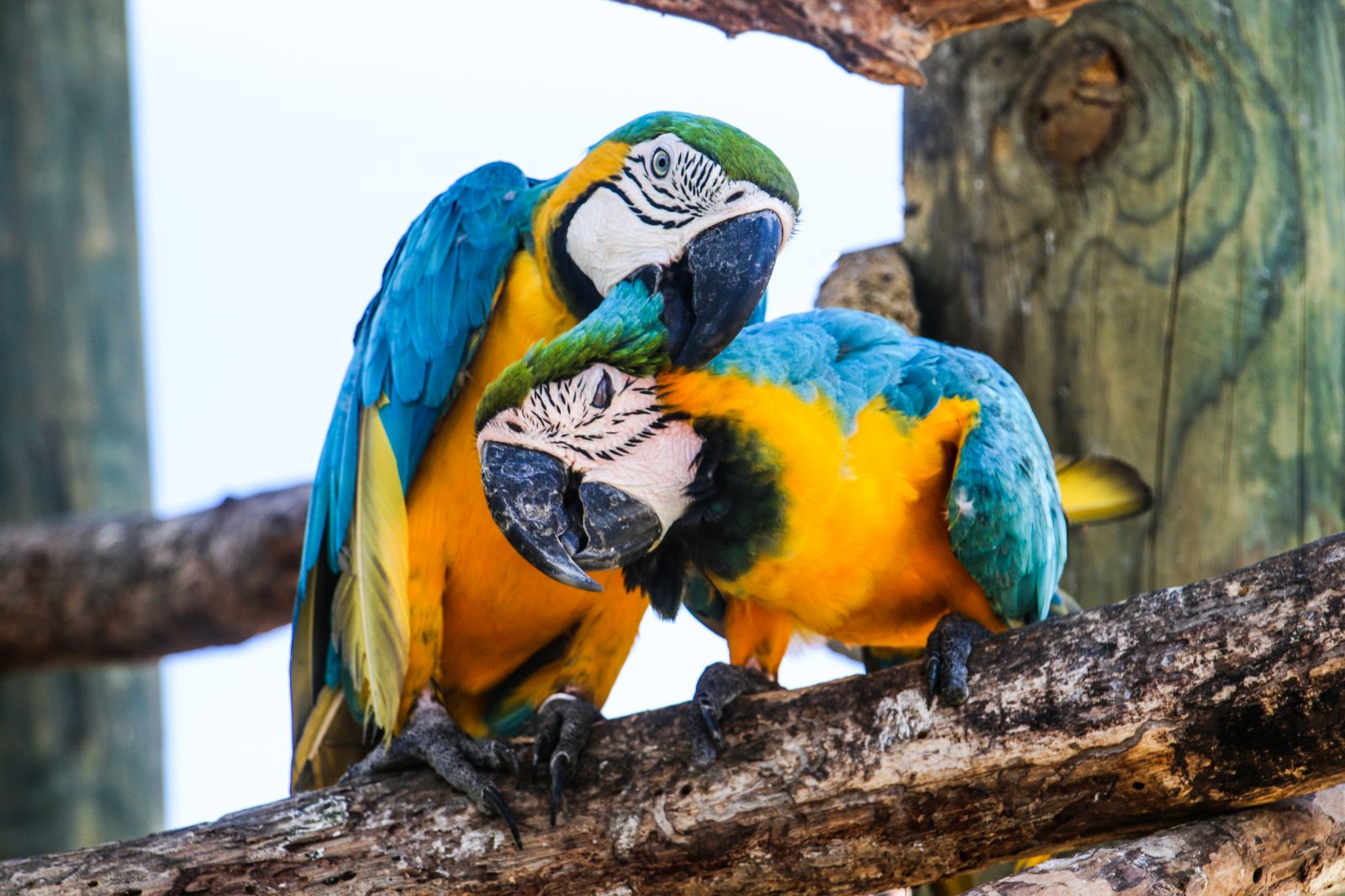 Brightly-coloured parrots in Cartagena, Colombia