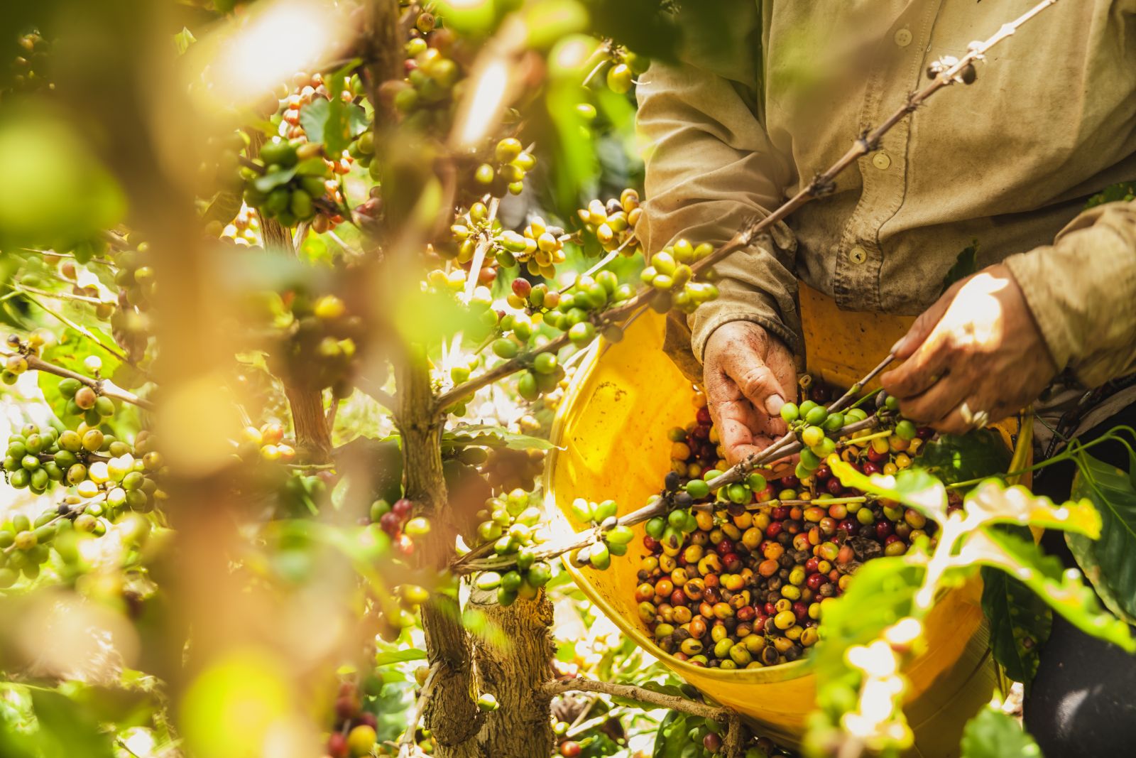 Coffee beans - Colombia