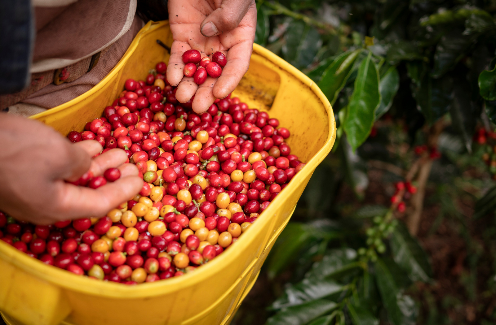 Colombia coffee harvest