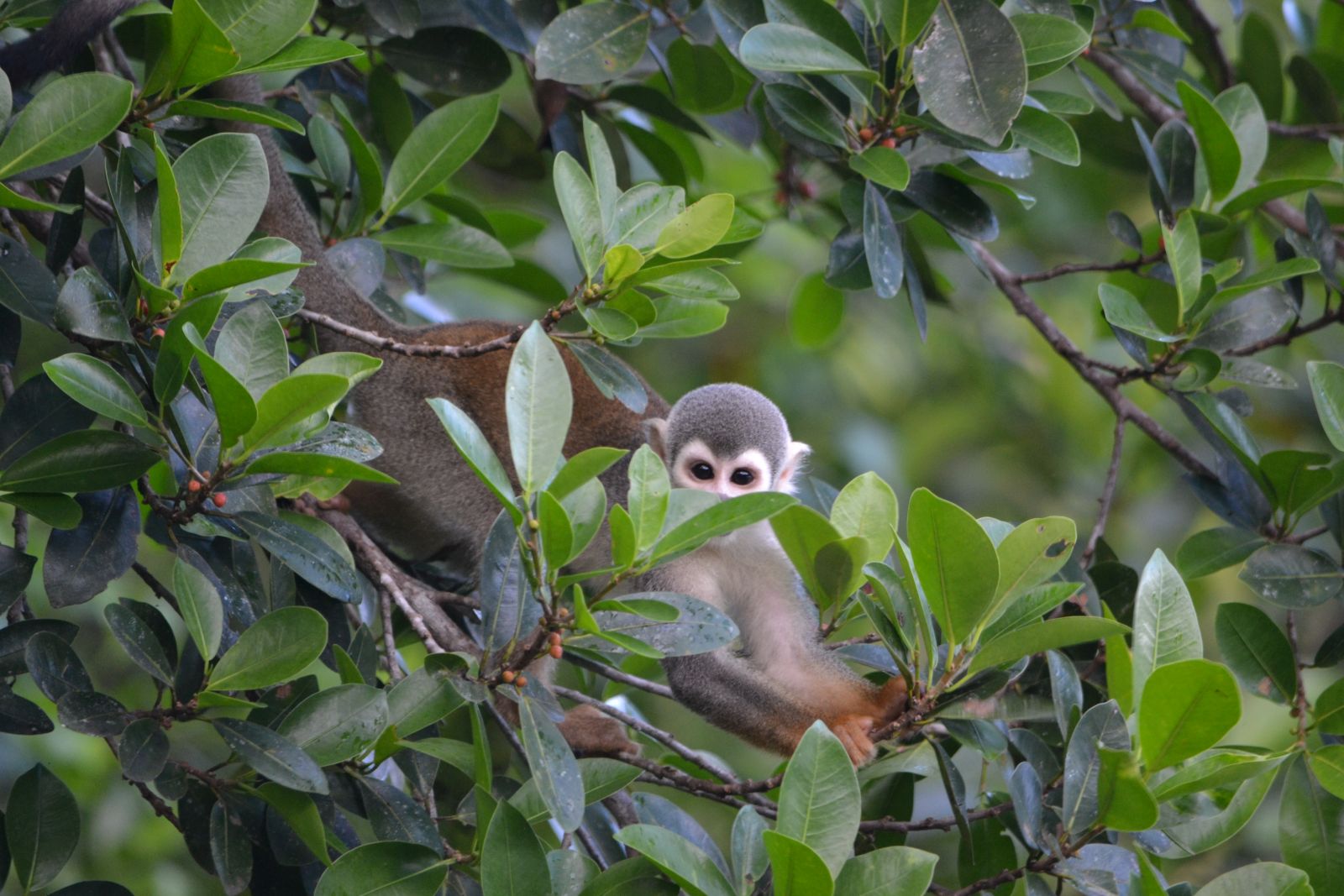 Monkey