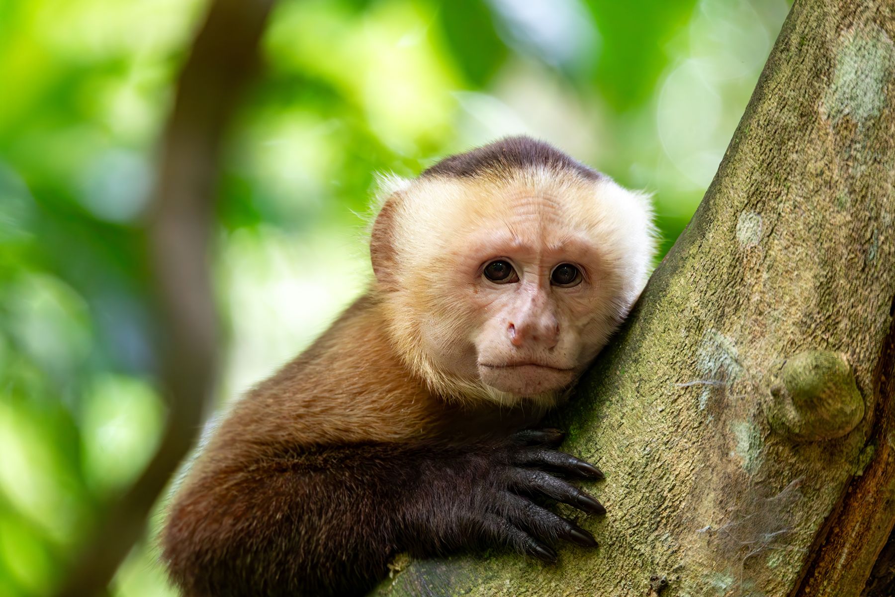 A capuchin spotted in the trees in Tayrona National Park in Colombia