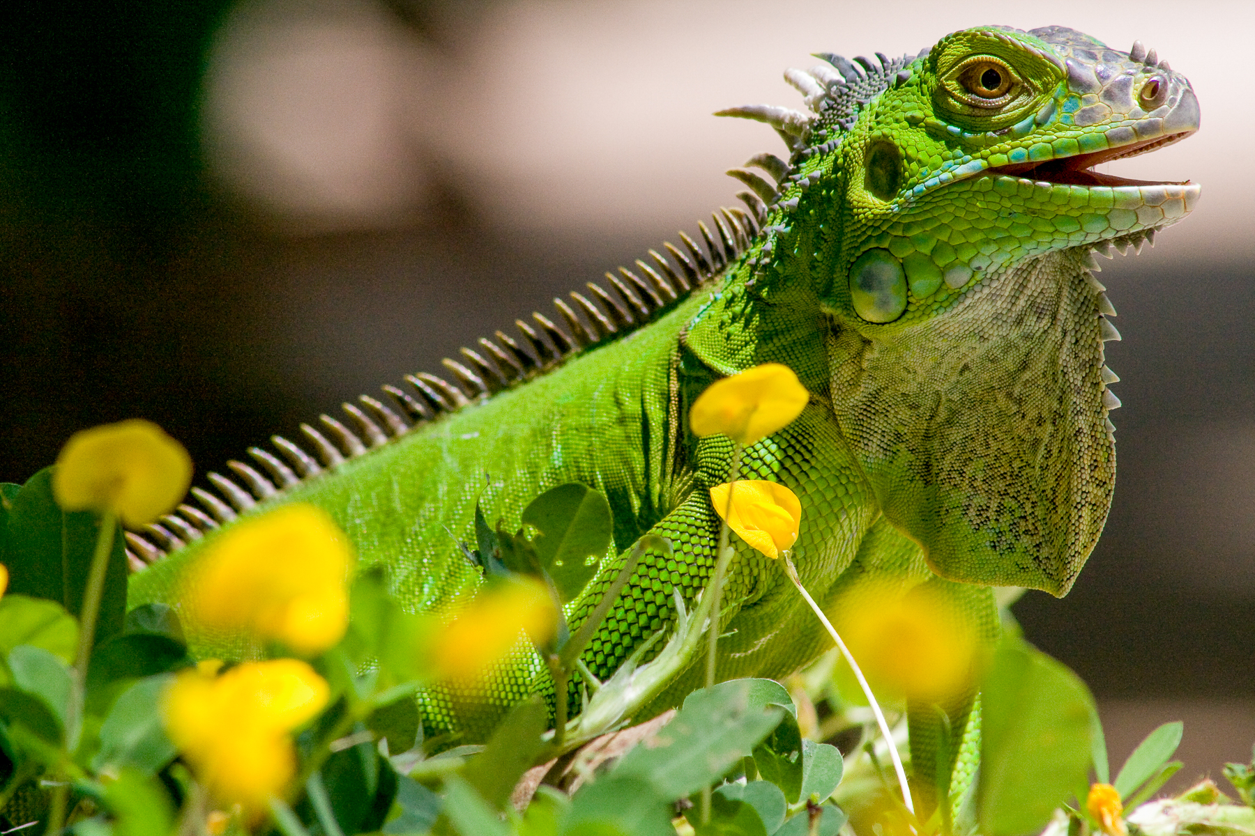 An iguana spotted on the grounds of Capitan Suizo in Tamarindo