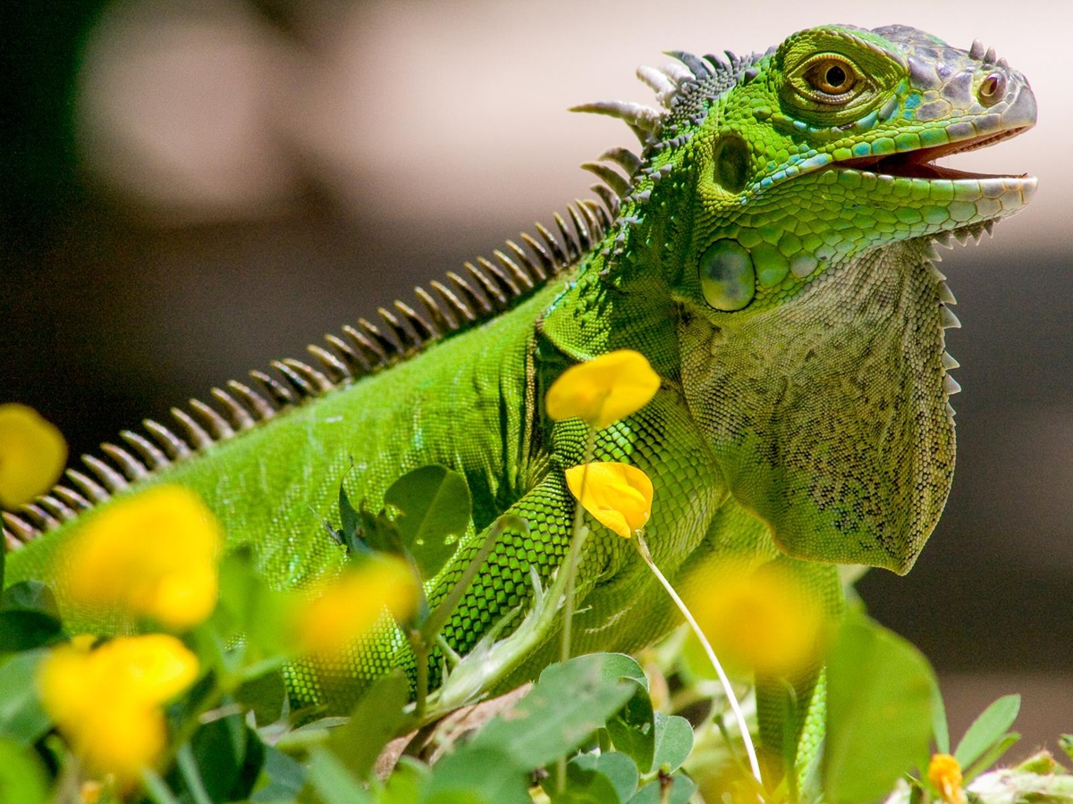 An iguana spotted on the grounds of Capitan Suizo in Tamarindo