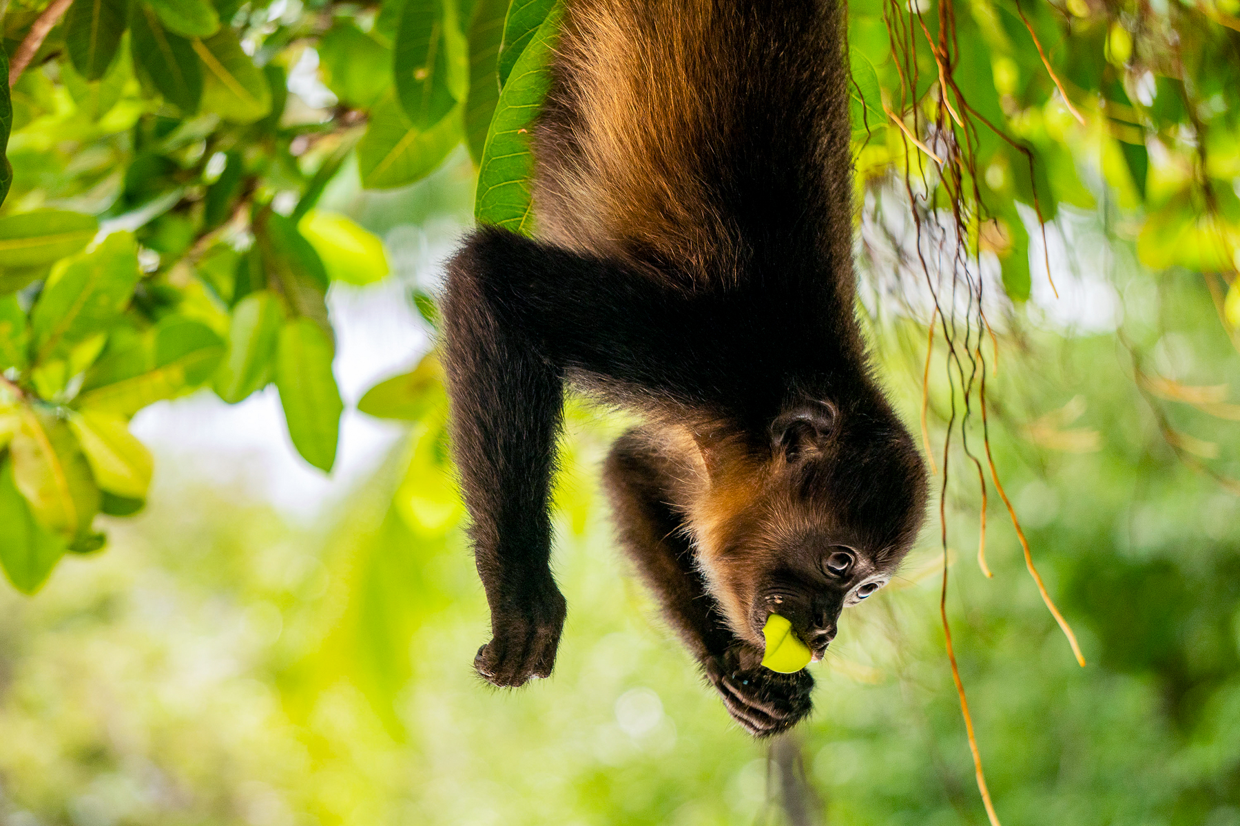 A howler monkey spotted on the grounds of Capitan Suizo in Tamarindo