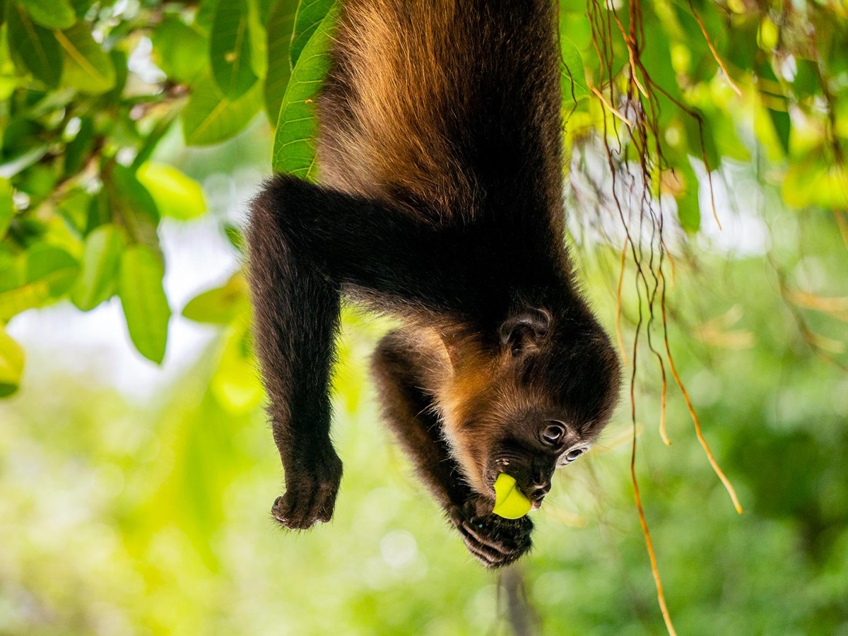 A howler monkey spotted on the grounds of Capitan Suizo in Tamarindo