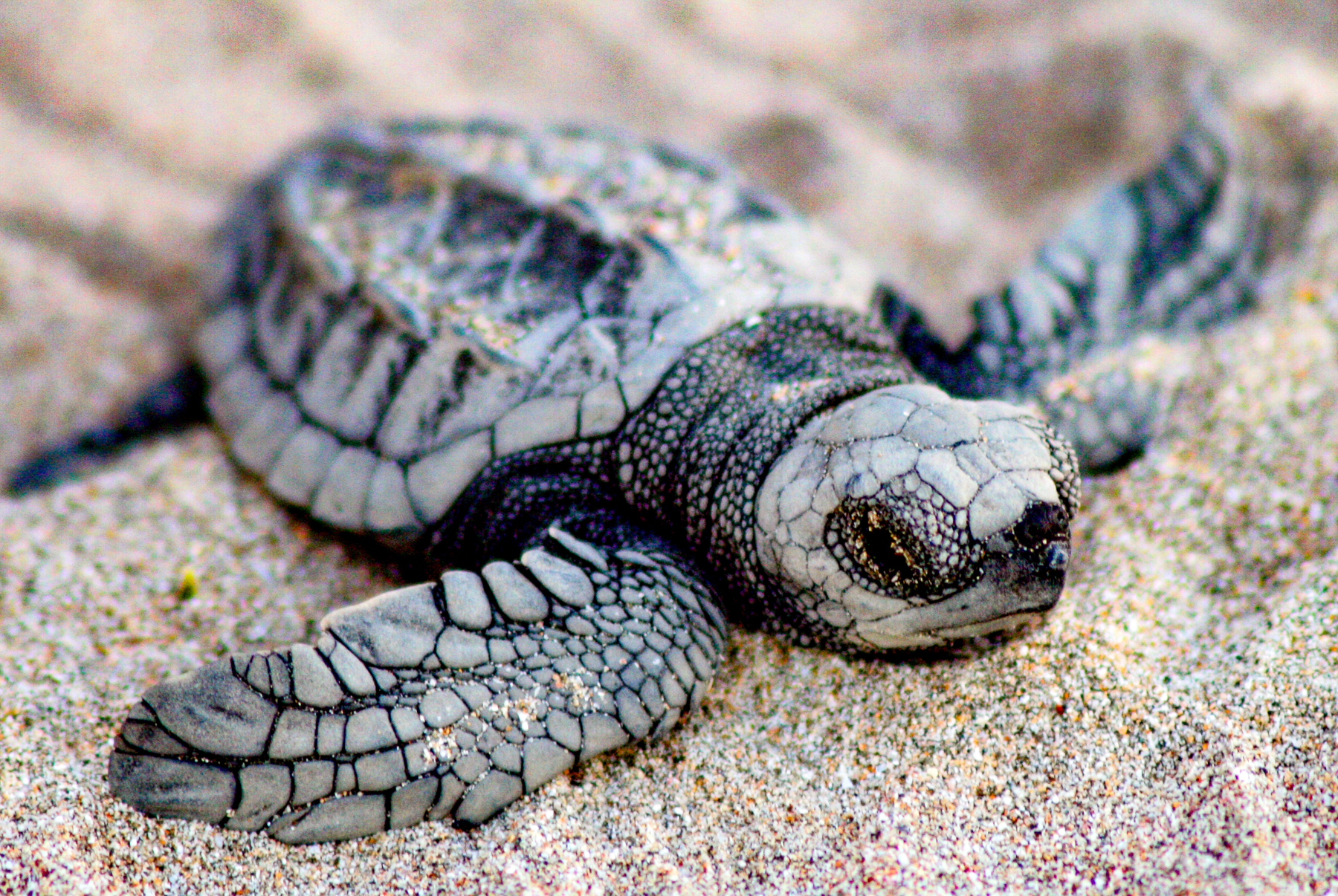 A turtle on the beach at Capitan Suizo in Tamarindo