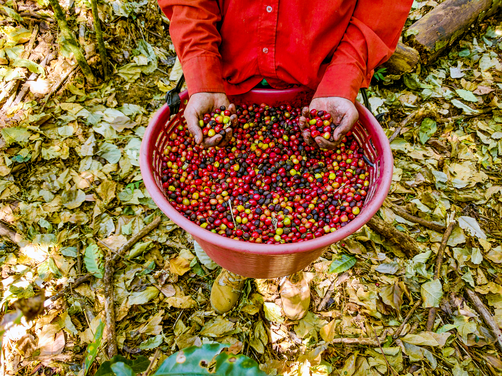 Coffee beans harvested from Finca Rosa Blanca sustainable coffee plantation in Costa Rica