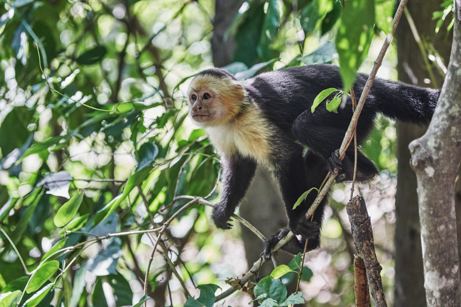 Monkey spotted on the grounds of Four Seasons Costa Rica on the Papagayo peninsula
