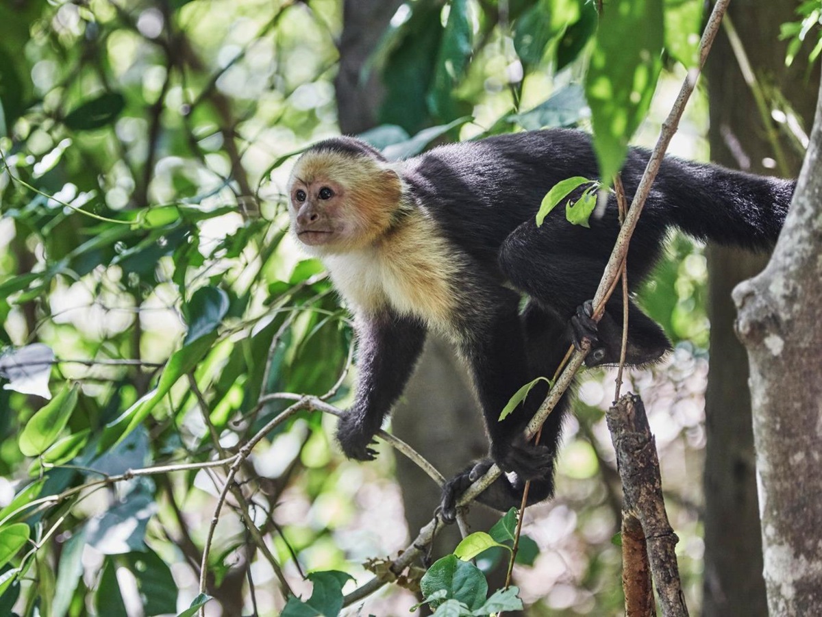 Monkey spotted on the grounds of Four Seasons Costa Rica on the Papagayo peninsula