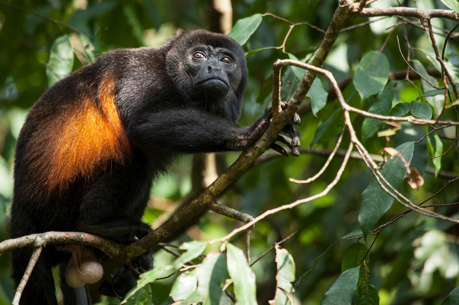Monkey spotted in the rainforest surrounds of Lapa Rios Costa Rica