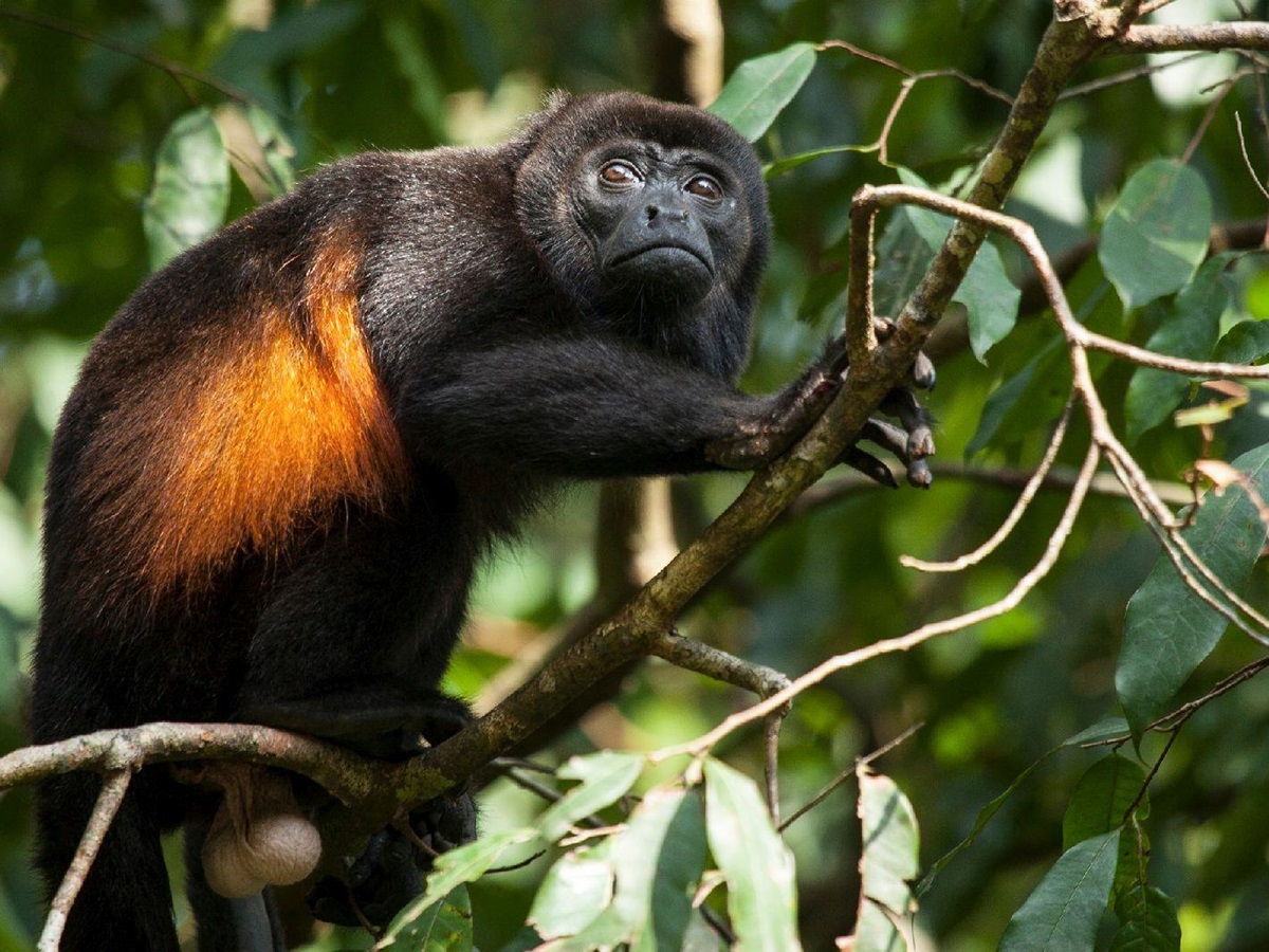 Monkey spotted in the rainforest surrounds of Lapa Rios Costa Rica