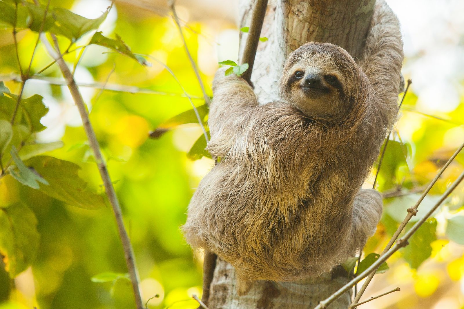 Sloth in the trees seen on excursion from Lapa Rios Costa Rica