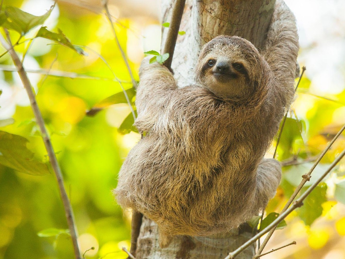 Sloth in the trees seen on excursion from Lapa Rios Costa Rica