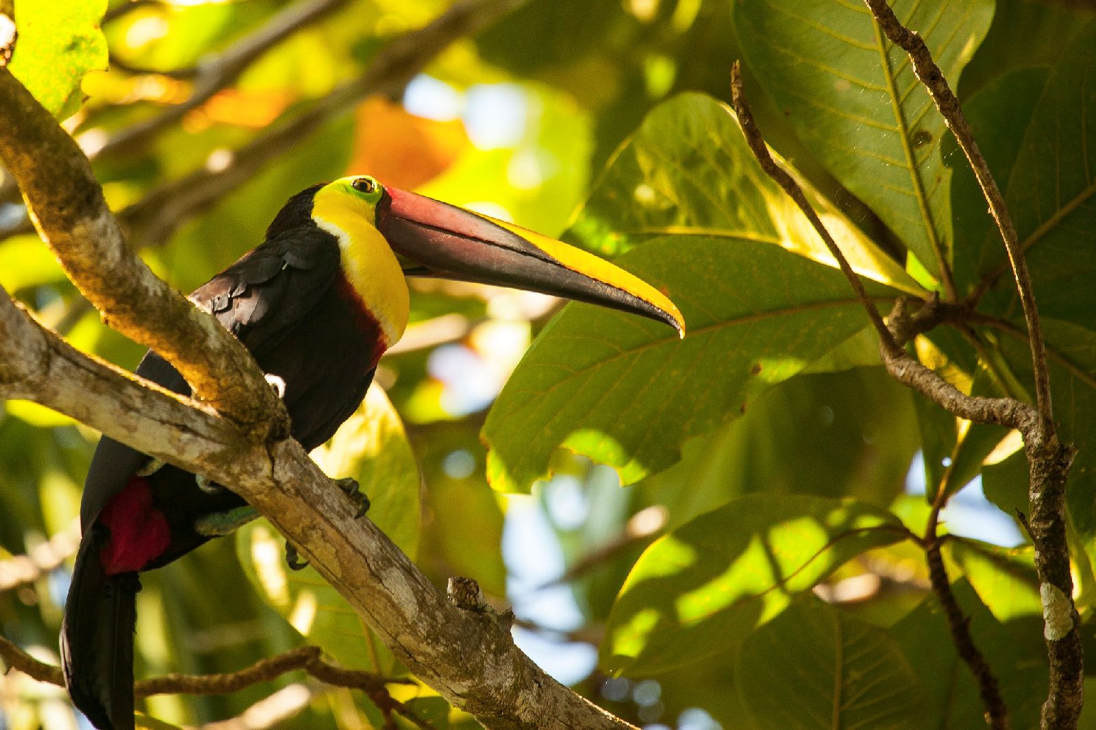 Toucan in the trees surrounding Lapa Rios Costa Rica