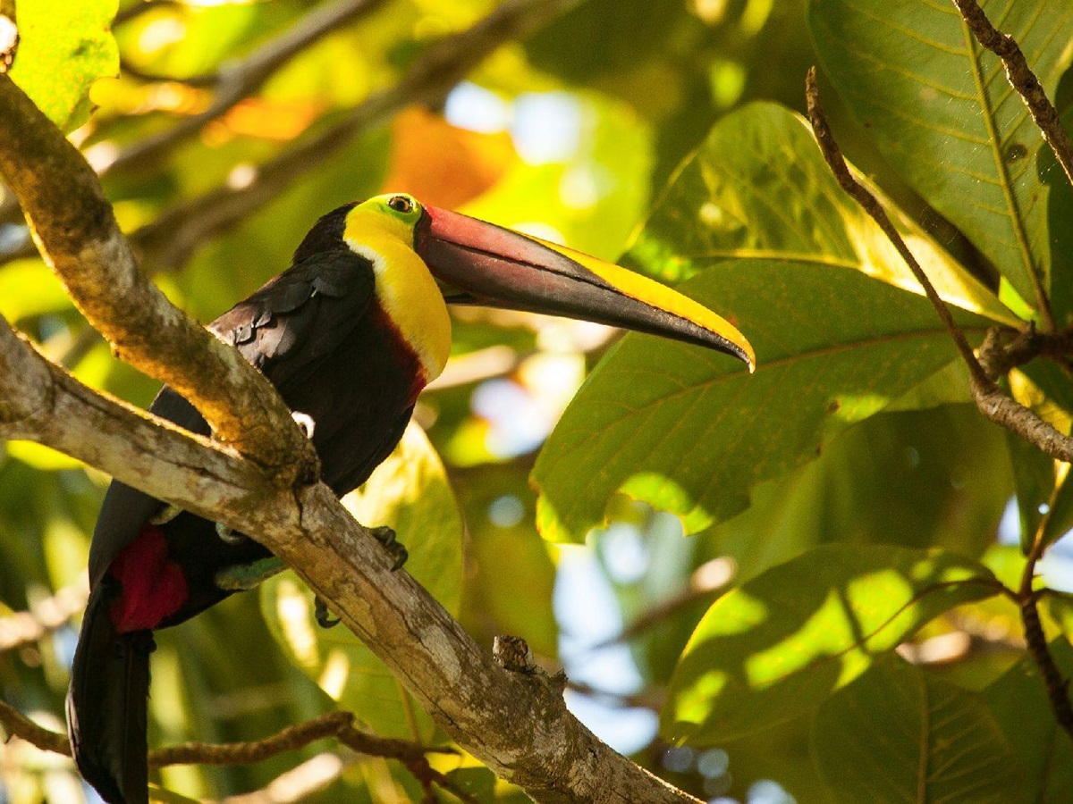 Toucan in the trees surrounding Lapa Rios Costa Rica