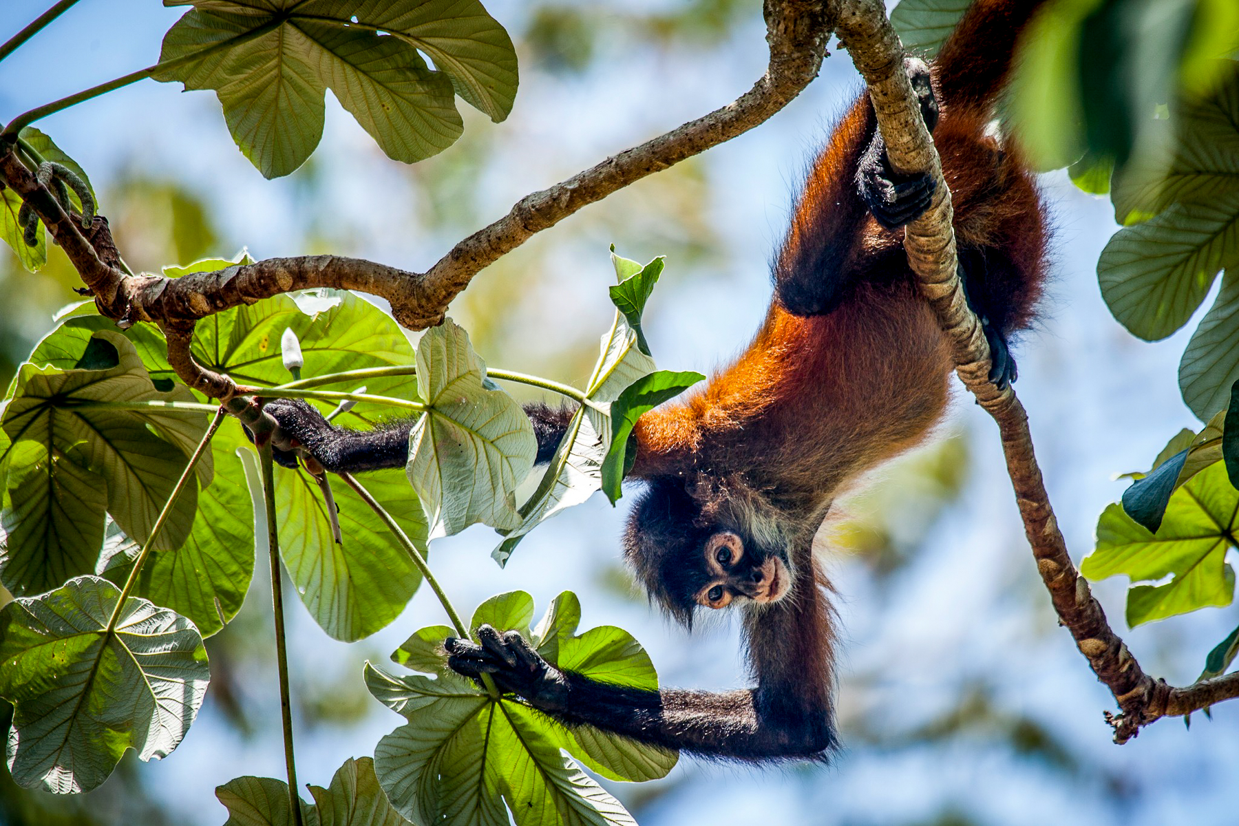 A monkey spotted on the grounds of Lapa Rios in Costa Rica