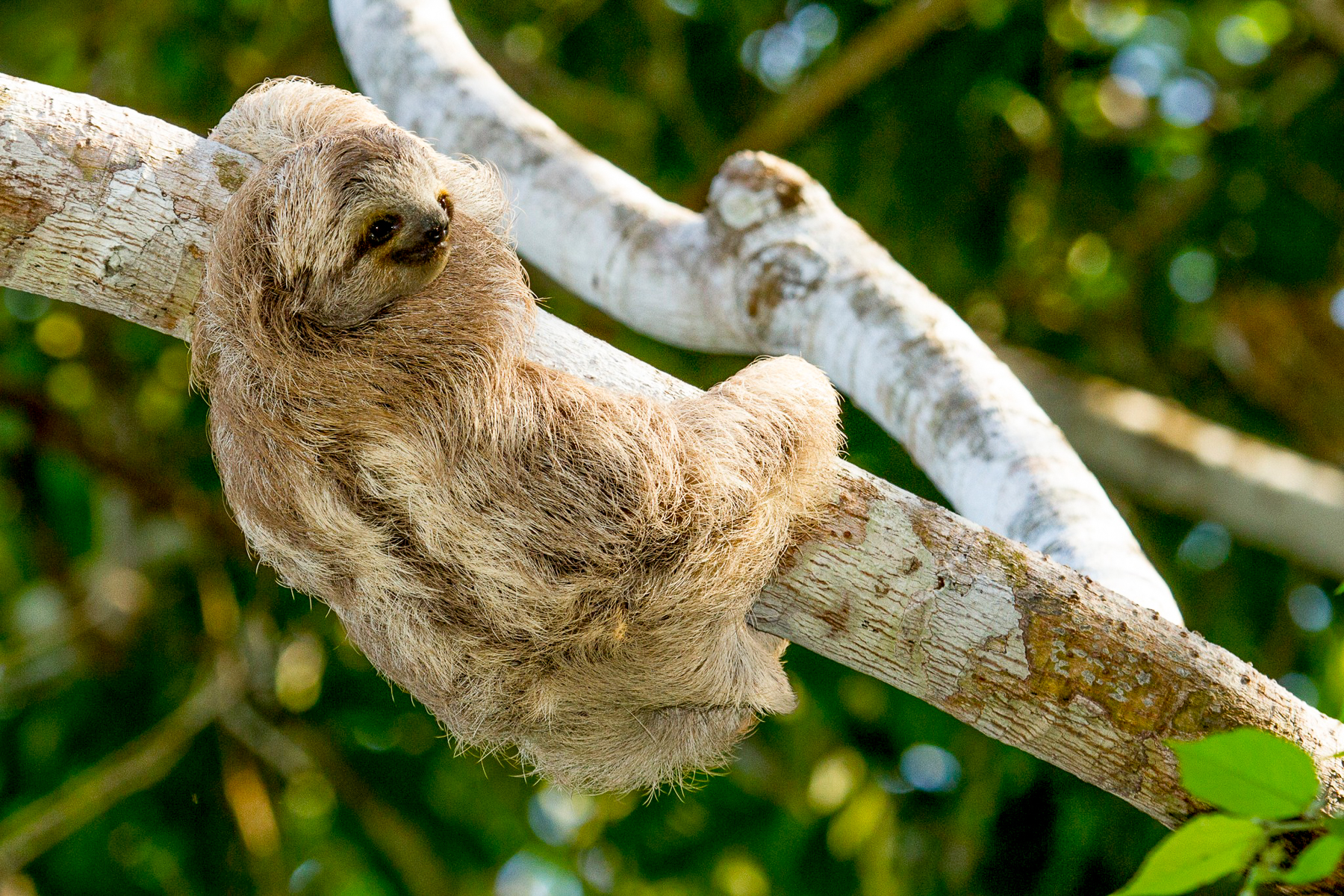 A sloth spotted on the grounds of Lapa Rios in Costa Rica