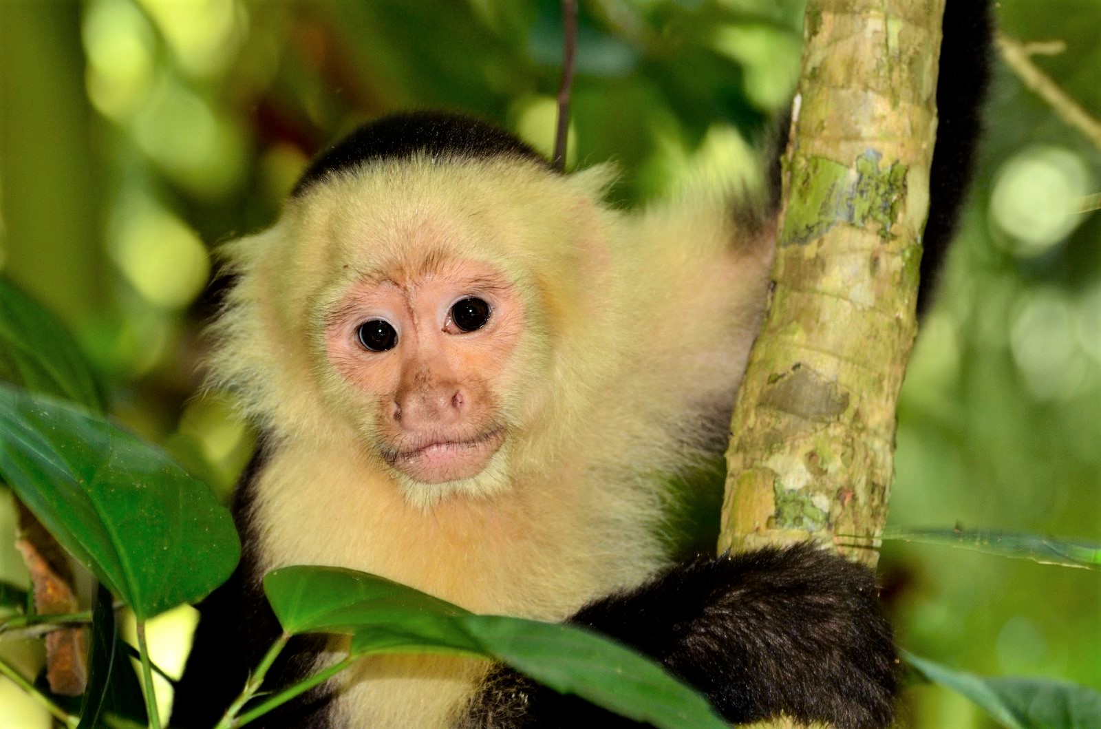Cebus Monkeys spotted on the grounds of Lapa Rios resort in Costa Rica