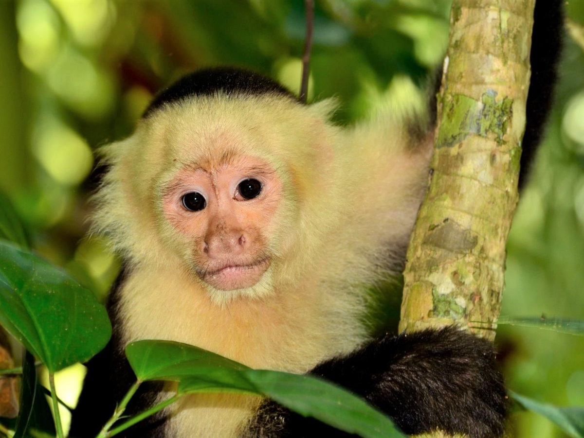 Cebus Monkeys spotted on the grounds of Lapa Rios resort in Costa Rica