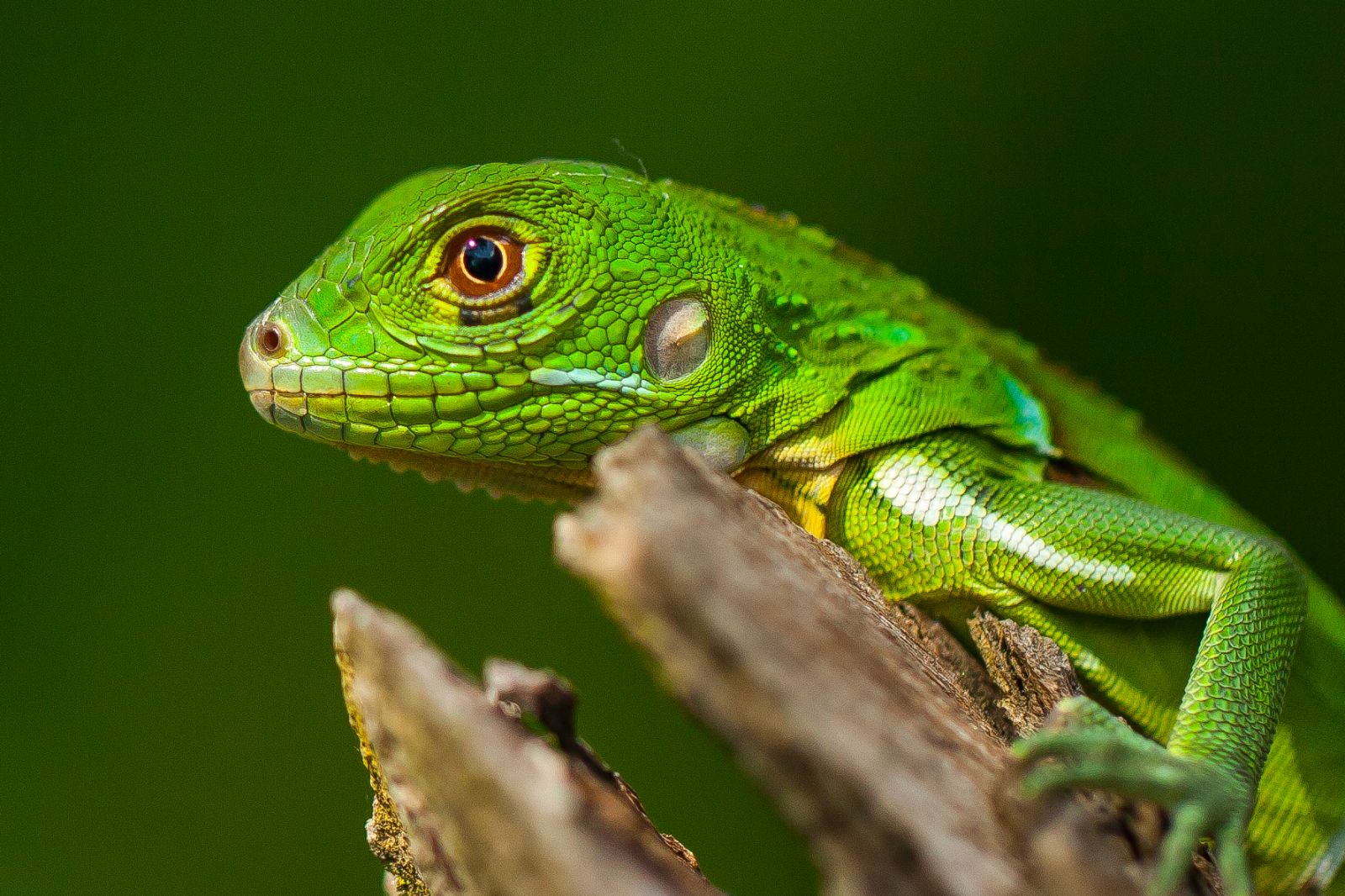 Green iguana spotted on the grounds of Lapa Rios resort in Costa Rica