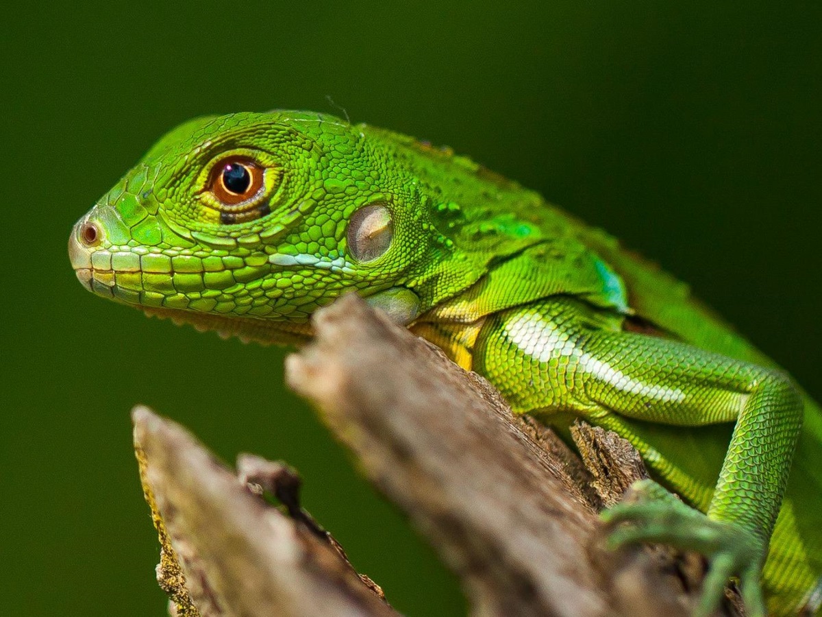 Green iguana spotted on the grounds of Lapa Rios resort in Costa Rica