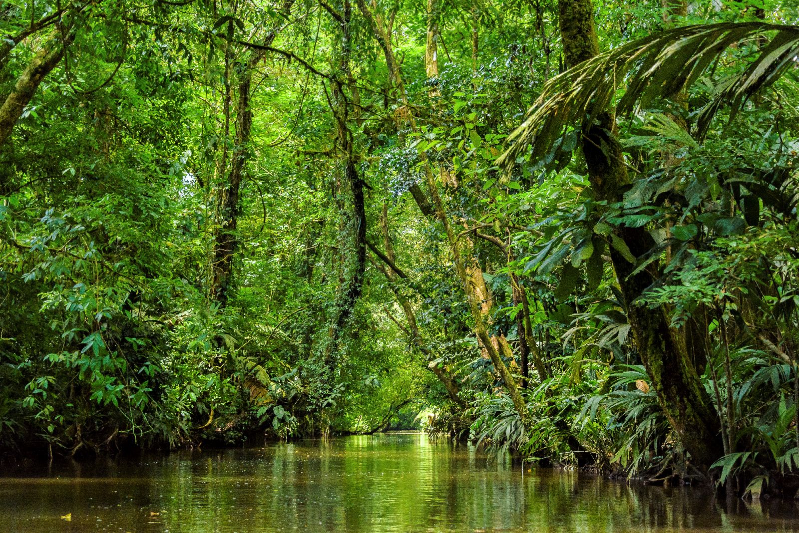 Exploring the Tortuguero canals from Manatus Lodge Costa Rica