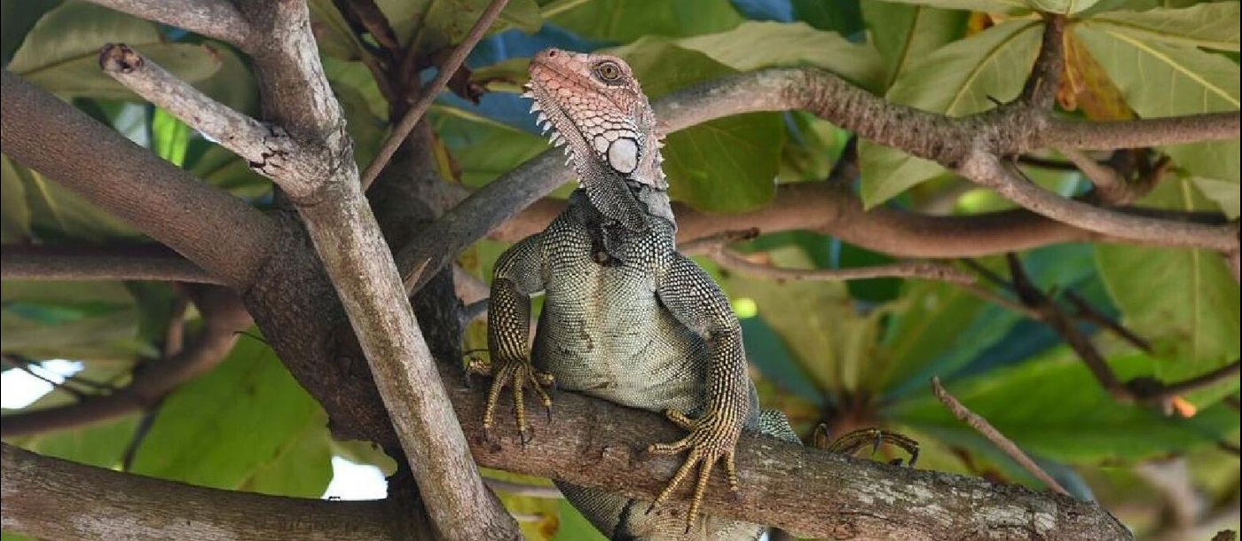 Iguana in the trees surrounding Nantipa beach resort in Costa Rica