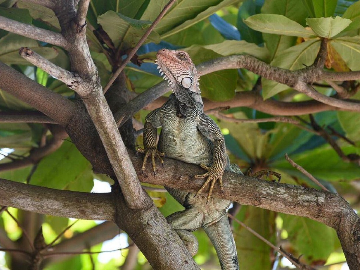 Iguana in the trees surrounding Nantipa beach resort in Costa Rica