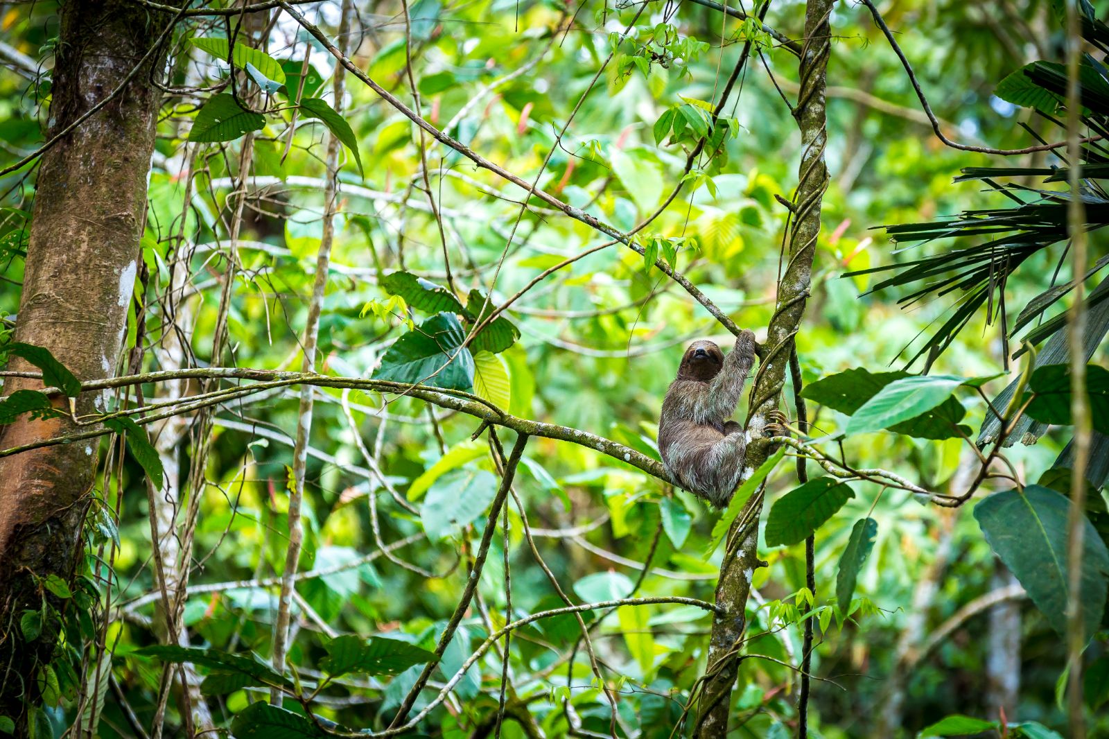 A sloth in the canopies of Nayara Gardens' sloth sanctuary in the Arenal national Park in Costa Rica