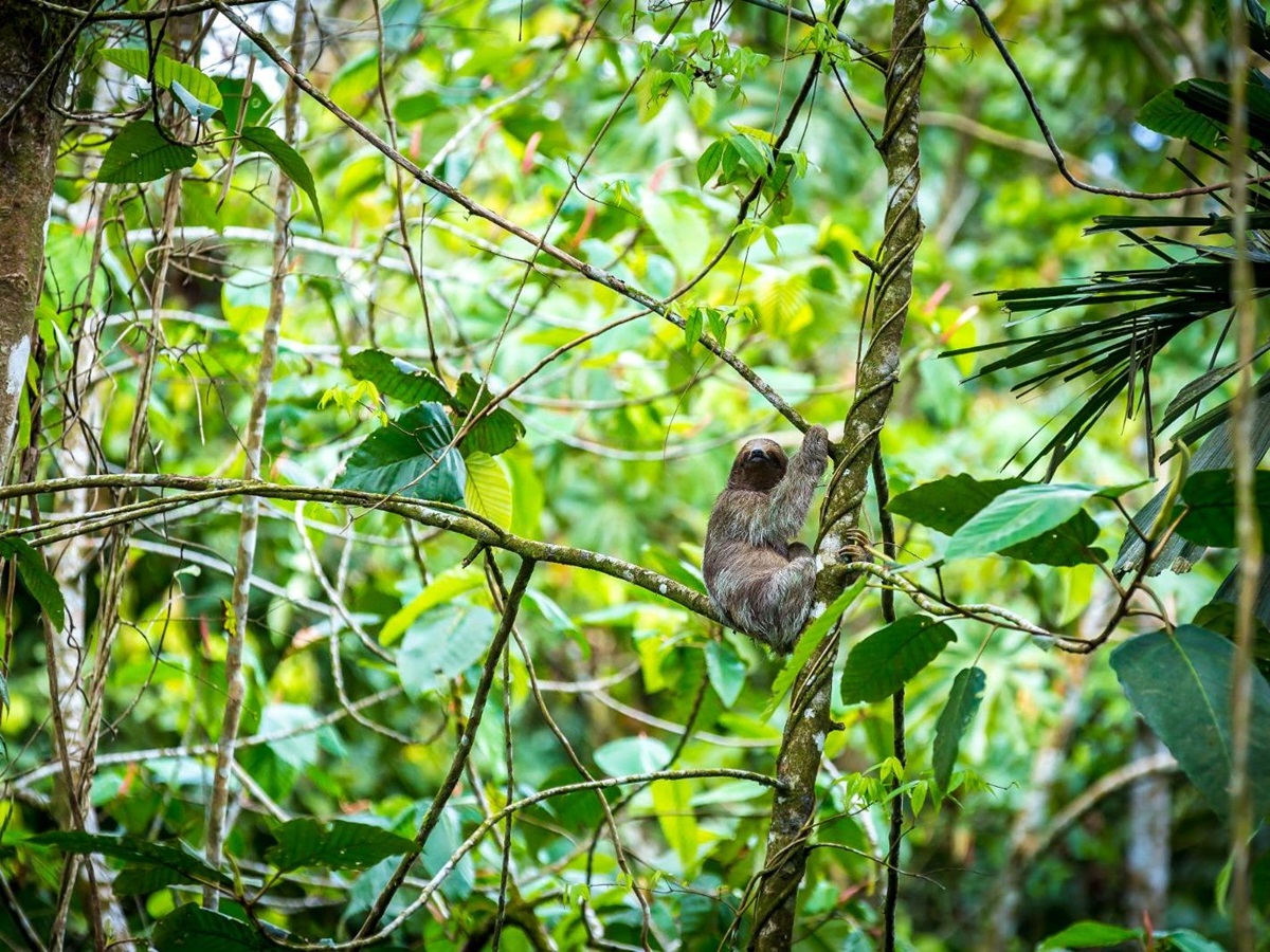 A sloth in the canopies of Nayara Gardens' sloth sanctuary in the Arenal national Park in Costa Rica