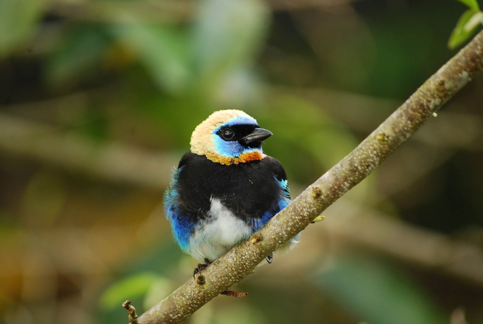 Bird at Pacuare Lodge, Costa Rica