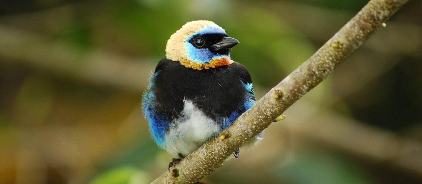 Bird at Pacuare Lodge, Costa Rica