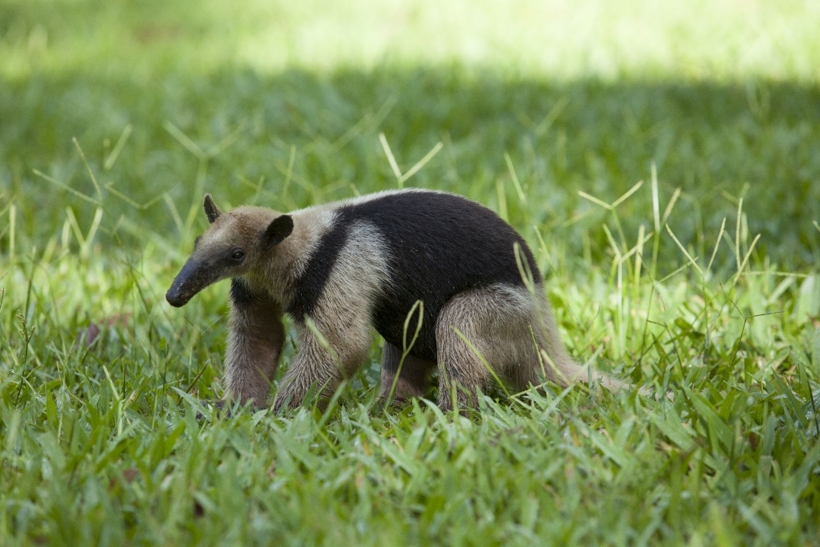 Tamandua anteater seen in the grounds of Playa Cativo Costa Rica