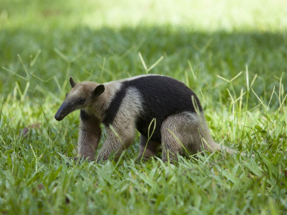 Tamandua anteater seen in the grounds of Playa Cativo Costa Rica
